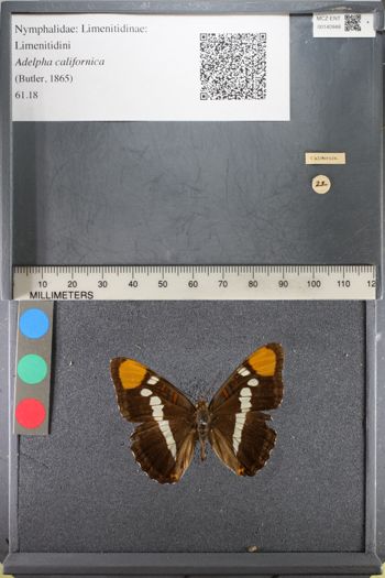 Media type: image;   Entomology 140948